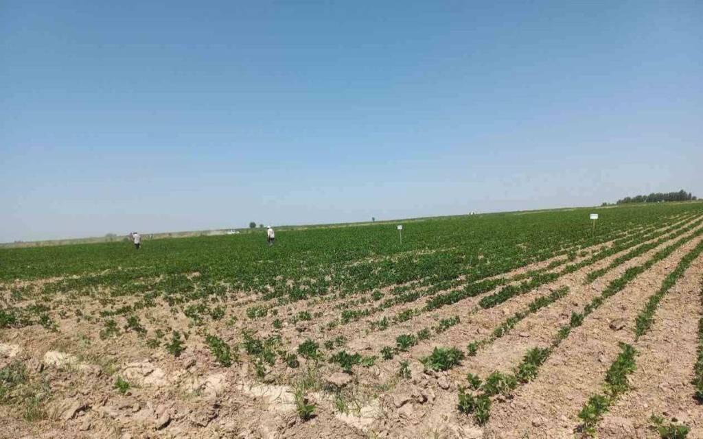 Повышение плодородия пахотных земель Узбекистана